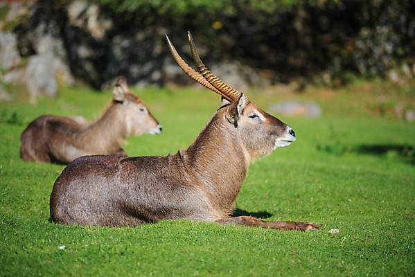 포토 JPG 해외이미지 동물 1 공원 남자 야생동물 여행 백그라운드 포유류 아프리카 자연 초식동물 뿔 동물원 서기 성인 사람없음 야외 게임 황무지 닫기 보호 군중 큼 사파리 영양 멸종 케냐 서식지 남쪽 내추럴 가젤 동물상 생태학 전국 해외202004 해외포토 공공시설 교육 나라 컨셉 모션 놀이 사람 조형물 크기 방향 생태계 파일형식 이미지허브