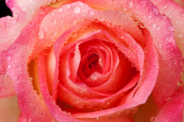 포토 JPG 해외이미지 식물 꽃잎 꽃 길 분홍색 꽃다발 백그라운드 잎 꽃무늬 자연 발렌타인데이 선물 사랑 씨앗 사람없음 장식 초록색 컬러풀 벚꽃 흰색 신선 원형 우아함 혼합 배열 묘사 질감 내추럴 고립 해외202004 해외포토 도형 감정 컬러 컨셉 무늬 데이이벤트 생태계 파일형식 이미지허브