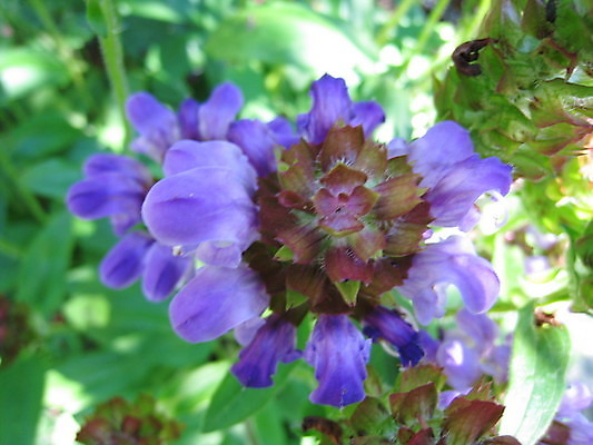 포토 JPG 해외이미지 식물 동물 열매 꽃 분홍색 곤충 과일 자연 사람없음 빨간색 초록색 여름 파란색 노란색 보라색 봄 체리 해외202004 해외포토 계절 컬러 생태계 파일형식 이미지허브