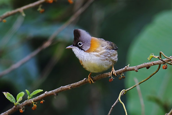 포토 JPG 해외이미지 나무 동물 여자 남자 아시아 얼굴 야생동물 백그라운드 날개 태국 자연 조류 사람없음 야외 목재 가로 초록색 컬러풀 머리 환경 나뭇가지 막대기 닫기 숲 깃털 꼬리 부리 서식지 생태학 해외202004 해외포토 식물 교육 나라 컬러 재료 모션 사람 신체부위 생태계 파일형식 이미지허브