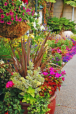 포토 JPG 해외이미지 식물 꽃잎 꽃 꽃무늬 자연 사람없음 컬러풀 정원 봄 벚꽃 개화 냄비 원예 향기 해외202004 해외포토 계절 컬러 무늬 취미 솥 생태계 냄새 파일형식 이미지허브