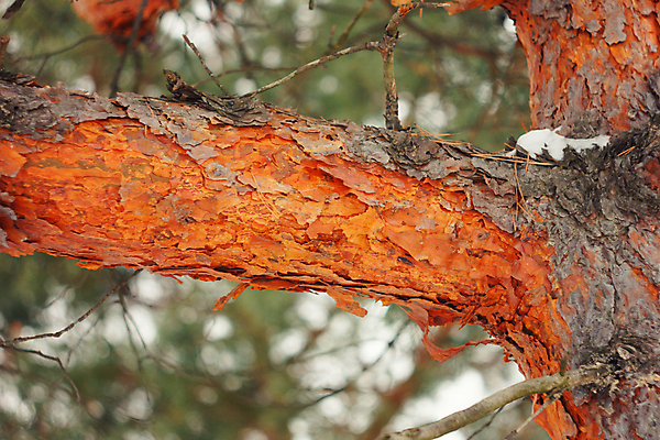 포토 JPG 해외이미지 나무 디자인 선 벽 백그라운드 패턴 자연 표면 날씨 추상 건조 사람없음 목재 초록색 갈색 소나무 거친 균열 널 숲 피부 묘사 사인 질감 나무껍질 잡동사니 내추럴 수목 옛날 노화 해외202004 해외포토 식물 컬러 컨셉 무늬 재료 모션 신체부위 껍질 생태계 파일형식 이미지허브