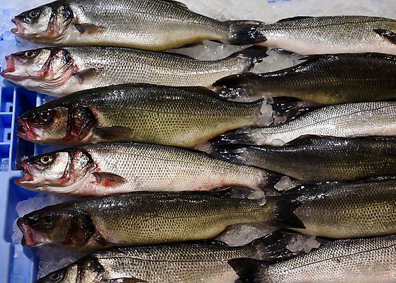 포토 JPG 해외이미지 유럽 산업 음식 바다 백그라운드 건강 어류 요리 사람없음 상점 얼음 저녁식사 추위 흰색 신선 시장 지중해 해산물 날것 해외202004 해외포토 자연요소 나라 컬러 식사 수중동물 파일형식 이미지허브