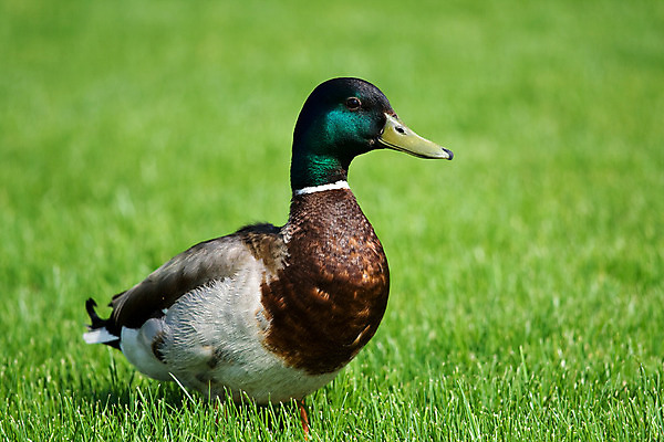포토 JPG 해외이미지 동물 1 야생동물 밭 날개 자연 조류 오리 잔디 사람없음 야외 가로 초록색 갈색 수영 봄 깃털 부리 목 이륙 솜털 물새 청둥오리 계산서 민물 착륙 해외202004 해외포토 식물 계절 컬러 농업 신체부위 수상스포츠 생태계 파일형식 이미지허브