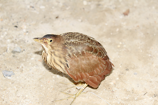 포토 JPG 해외이미지 동물 야생동물 바다 날개 아프리카 자연 조류 동물원 사람없음 물 반려동물 갈색 머리 황무지 깃털 부리 물새 황새 해외202004 해외포토 자연요소 나라 컬러 신체부위 생태계 파일형식 이미지허브