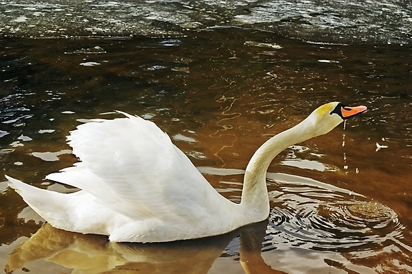 포토 JPG 해외이미지 음료 날개 자연 날씨 휴식 사람없음 물 강 갈색 얼음 침묵 봄 추위 흰색 물방울 백조 생태학 해외202004 해외포토 자연요소 계절 교육 컬러 컨셉 조류 소리 생태계 파일형식 이미지허브