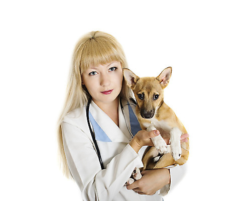 포토 JPG 해외이미지 청진기 한명 빨간색 반려동물 약 의사 개 강아지 작음 수의사 고립 돌봄 해외202004 해외포토 동물 1 컬러 포유류 의학 의료기기 모션 사람 의료진 크기 파일형식 이미지허브