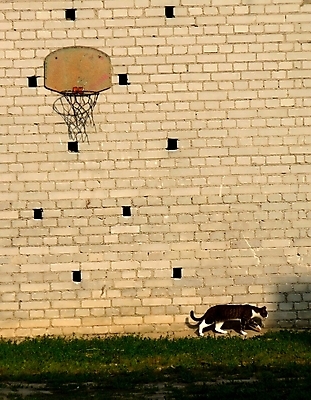 포토 JPG 해외이미지 동물 벽 스포츠 벽돌 털 농구 건강 사람없음 야외 반려동물 운동 고양이 잡기 그물 기다림 쥐 설치류 모피 사냥 폴란드 추적 해외202004 해외포토 유럽 포유류 모션 구기 파일형식 이미지허브