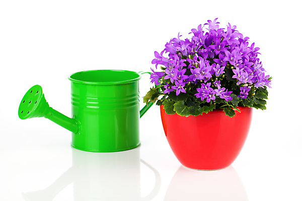 포토 JPG 해외이미지 식물 꽃 꽃다발 백그라운드 꽃무늬 자연 추상 선물 사람없음 장식 초록색 정원 보라색 봄 물뿌리개 벚꽃 종 개화 닫기 4월 다발 제비꽃 라일락 블러 심기 취급주의 해외202004 해외포토 계절 컬러 무늬 모션 경고 날짜 생태계 파일형식 이미지허브