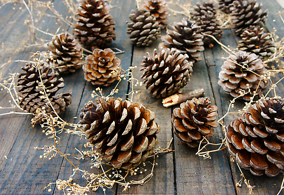 포토 JPG 해외이미지 계절 크리스마스장식 크리스마스 겨울 자연 추상 휴가 그림자 사람없음 목재 장식 갈색 놀람 소나무 그룹 만족 솔방울 원뿔 노엘 해외202004 해외포토 도형 나무 기념일 감정 컬러 무늬 재료 표정 생태계 파일형식 이미지허브