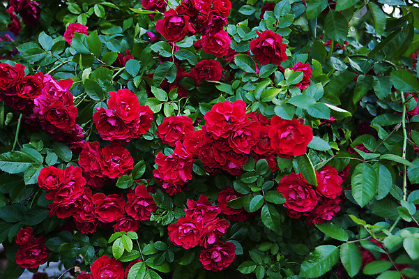 포토 JPG 해외이미지 식물 계절 꽃잎 꽃 벽 백그라운드 단풍 잎 꽃무늬 패턴 자연 사랑 사람없음 야외 장식 빨간색 초록색 울타리 컬러풀 장미 봄 화려 묘사 화단 세련 해외202004 해외포토 감정 컬러 컨셉 무늬 담장 생태계 파일형식 이미지허브