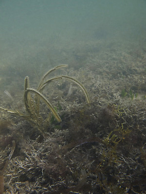 포토 JPG 해외이미지 식물 야생동물 바다 생물 사람없음 초록색 물 바닷속 수중 어둠 해조류 대서양 그리너리 해외202004 해외포토 자연요소 동물 컬러 해양식물 파일형식 트랜드컬러 이미지허브