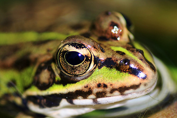 포토 JPG 해외이미지 나무 동물 야생동물 자연 생물 개구리 양서류 사람없음 야외 초록색 물 정원 점프 활발 젖음 연못 해외202004 해외포토 자연요소 식물 컬러 컨셉 모션 생태계 파일형식 이미지허브