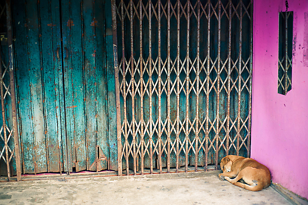 포토 JPG 해외이미지 동물 1 외관 거리 피곤 사람없음 야외 건물 갈색 문 금속 가축 잠 모서리 개 보호 보안 게으름 거짓말 쇠창살 옛날 해외202004 해외포토 건축물 컬러 컨셉 포유류 재질 안전 파일형식 이미지허브