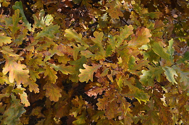 포토 JPG 해외이미지 나무 식물 계절 공원 백그라운드 잎 오렌지 자연 풍경 사람없음 야외 목재 빨간색 빛 햇빛 노란색 환경 침묵 가을 나뭇가지 시골 황금 숲 내추럴 해외202004 해외포토 공공시설 컬러 과일 재료 태양 소리 생태계 파일형식 이미지허브