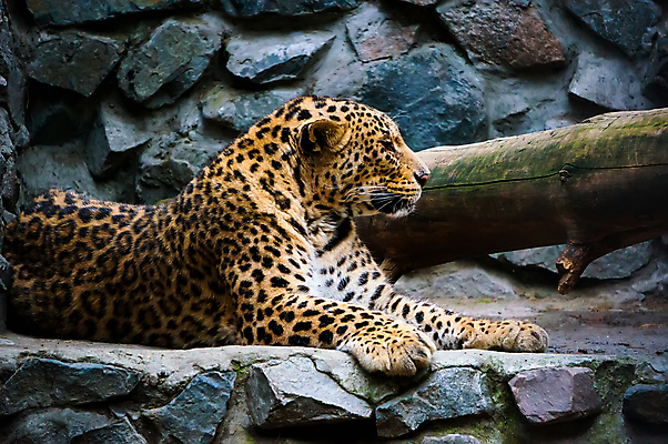 포토 JPG 해외이미지 동물 응시 공원 얼굴 야생동물 포유류 아프리카 자연 친절 수염 털 사람없음 야외 노란색 환경 검은색 고양이 분노 점 황무지 닫기 치아 위험 큼 모피 사파리 속도 육식동물 사냥꾼 멀리 동쪽 표범 시베리아 힘찬 해외202004 해외포토 직업 시선 공공시설 감정 나라 컬러 컨셉 모션 신체부위 반려동물 소화기관 크기 방향 생태계 파일형식 이미지허브