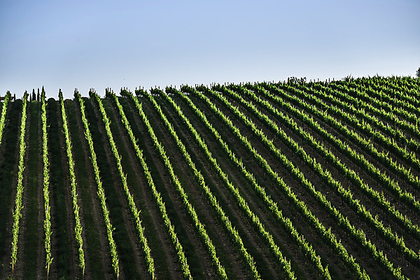 포토 JPG 해외이미지 나무 식물 유럽 도로 여행 밭 농업 자연 하늘 포도 주택 풍경 사람없음 야외 초록색 여름 태양 농장 농경지 와인 일몰 봄 이탈리아 수확 성장 가을 시골 빌라 언덕 포도밭 장면 포도나무 밭일 양조장 토스카나 수평선 해외202004 해외포토 자연요소 계절 나라 산업 길 컬러 과일 교통시설 주류 건물 노을 과일나무 생태계 파일형식 이미지허브