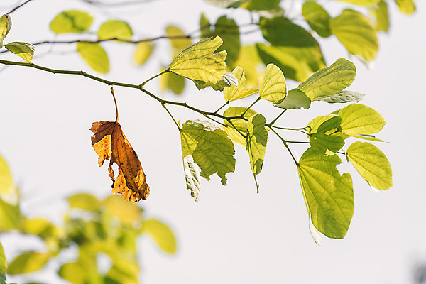 포토 JPG 해외이미지 나무 계절 꽃 줄기 잎 자연 추상 사람없음 초록색 갈색 새싹 봄 벚꽃 가을 나뭇가지 죽음 막대기 변화 떨어짐 눈물 헛간 해외202004 해외포토 식물 감정 컬러 컨셉 무늬 생태계 저장고 파일형식 이미지허브