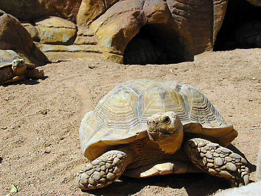 포토 JPG 해외이미지 동물 모래 여행 파충류 휴식 주택 건조 이집트 사람없음 사막 껍질 거북이 보호 느림 게으름 동물상 해외202004 해외포토 컨셉 아프리카 건물 조형물 파일형식 이미지허브