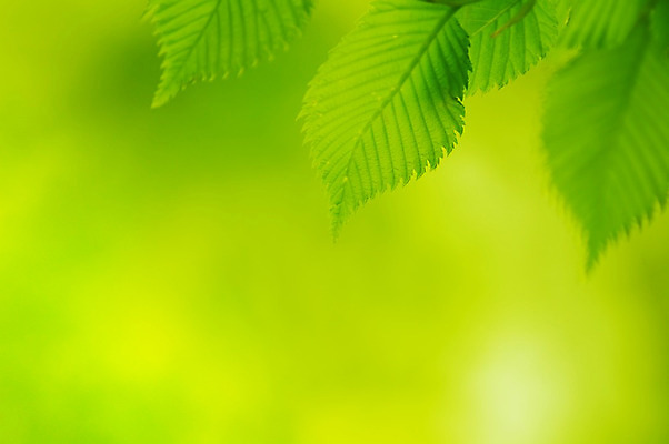 포토 JPG 해외이미지 나무 식물 디자인 백그라운드 잎 꽃무늬 자연 새로움 사람없음 야외 초록색 여름 빛 노란색 환경 정원 맑음 봄 활발 성장 흰색 나뭇가지 신선 투명 숲 묘사 유기농 슛 내추럴 해외202004 해외포토 웰빙 계절 꽃 컬러 컨셉 무늬 날씨 생태계 파일형식 이미지허브