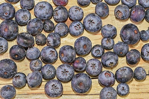 포토 JPG 해외이미지 열매 음식 백그라운드 잎 농업 다이어트 과일 자연 탁자 디저트 건강 사람없음 목재 초록색 여름 파란색 주방 흰색 신선 그룹 사발 달콤 맛 아침식사 약초 상품 숲 오브젝트 유기농 블루베리 날것 내추럴 숙성 월귤 채식주의자 해외202004 해외포토 나무 식물 웰빙 계절 산업 컬러 가구 컨셉 재료 식사 풀_식물 사기그릇 생태계 채식 파일형식 이미지허브