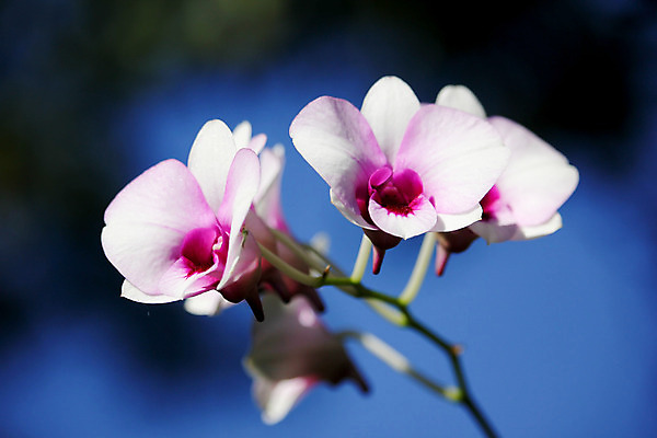 포토 JPG 해외이미지 식물 꽃잎 꽃 분홍색 백그라운드 꽃무늬 자연 사람없음 보라색 벚꽃 흰색 나뭇가지 난초 제비꽃 내추럴 고립 이국적 해외202004 해외포토 나무 컬러 무늬 생태계 파일형식 이미지허브