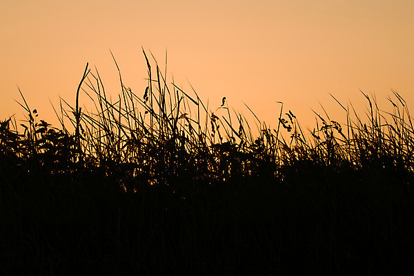 포토 JPG 해외이미지 꽃 실루엣 백그라운드 오렌지 자연 하늘 아침 잔디 사람없음 빛 일출 새벽 시골 해외202004 해외포토 주간 자연요소 식물 과일 촬영기법 노을 생태계 파일형식 이미지허브