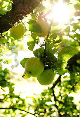 포토 JPG 해외이미지 나무 음식 잎 과일 건강 사람없음 농장 정원 나뭇가지 신선 맛 사과 바이오 해외202004 해외포토 식물 컨셉 농업 파일형식 이미지허브