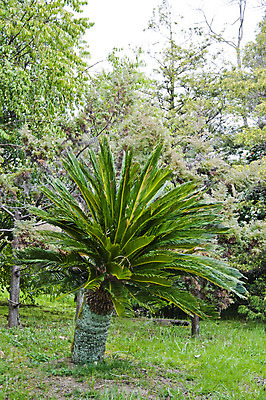 포토 JPG 해외이미지 나무 공원 잎 자연 주택 따뜻함 손바닥 사람없음 목재 초록색 컬러풀 노란색 맑음 봄 산책 나뭇가지 신선 관목 해외202004 해외포토 식물 손 계절 공공시설 컬러 재료 날씨 휴식 건물 생태계 파일형식 이미지허브