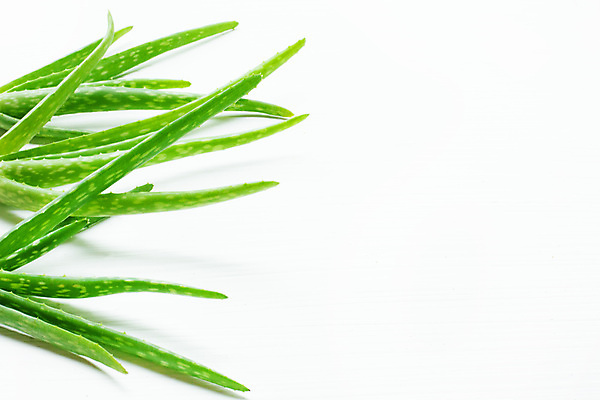 포토 JPG 해외이미지 스튜디오촬영 실내 사람없음 초록색 흰배경 알로에 해외202004 해외포토 식물 컬러 백그라운드 내부 흰색 파일형식 이미지허브