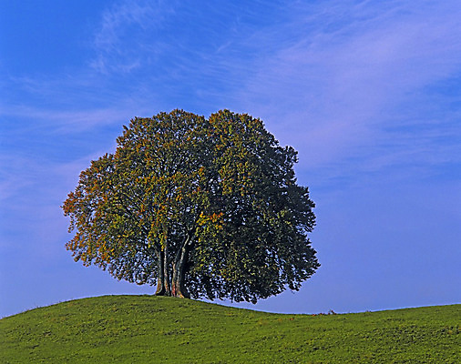 포토 JPG 해외이미지 나무 2 사람없음 가을 큼 쌍둥이 해외202004 해외포토 식물 계절 가족 크기 파일형식 이미지허브