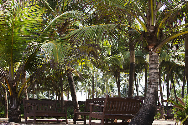 포토 JPG 해외이미지 나무 식물 구름 섬 여행 백그라운드 잎 과일 태국 자연 하늘 휴가 손바닥 풍경 사람없음 야외 초록색 물 여름 파란색 햇빛 맑음 흰색 나뭇가지 휴양지 하와이 인도네시아 태평양 코코넛 내추럴 공화국 바하마 이국적 자메이카 파라다이스 해외202004 해외포토 자연요소 손 계절 나라 아시아 바다 컬러 북아메리카 날씨 태양 미국 장소 생태계 파일형식 이미지허브