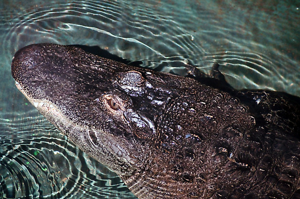 포토 JPG 해외이미지 파충류 사람없음 물 수영 위험 도마뱀 악어 해외202004 해외포토 자연요소 동물 컨셉 수상스포츠 파일형식 이미지허브