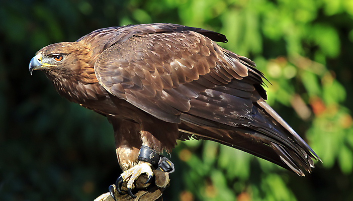 포토 JPG 해외이미지 야생동물 자연 조류 사람없음 야외 머리 깃털 부리 독수리 육식동물 사냥꾼 해외202004 해외포토 동물 직업 신체부위 생태계 파일형식 이미지허브