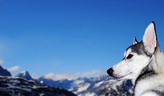 포토 JPG 해외이미지 시선 새끼 장난 자연 사람없음 개 강아지 북극 호기심 사냥 사냥꾼 북쪽 송곳니 경보 기르기 복종 시베리아 충실 해외202004 해외포토 동물 직업 감정 컨셉 포유류 반려동물 치아 극지방 방향 생태계 돌봄 파일형식 이미지허브
