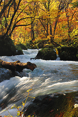 포토 JPG 해외이미지 나무 계절 공원 단풍 잎 오렌지 자연 이끼 풍경 사람없음 야외 컬러풀 일본 폭포 가을 바위 개울 강가 즐거움 해외202004 해외포토 식물 공공시설 감정 아시아 컬러 과일 강 돌_바위 생태계 파일형식 이미지허브