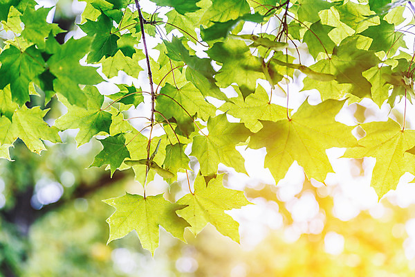포토 JPG 해외이미지 나무 식물 계절 공원 꽃 줄기 단풍 잎 겨울 꽃무늬 자연 날씨 따뜻함 사람없음 초록색 여름 빛 컬러풀 햇빛 정원 봄 추위 성장 벚꽃 가을 나뭇가지 신선 확대 숲 시원함 상록수 해외202004 해외포토 공공시설 컬러 무늬 태양 생태계 파일형식 이미지허브