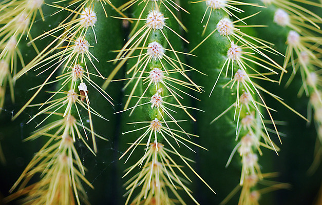 포토 JPG 해외이미지 식물 패턴 자연 선인장 건조 사람없음 초록색 정원 사막 가시 척추 날카로움 스파이크 해외202004 해외포토 컬러 무늬 뼈 생태계 파일형식 이미지허브