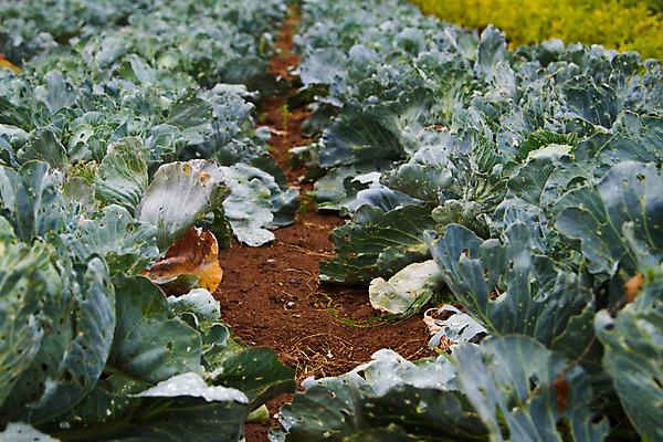 포토 JPG 해외이미지 식물 음식 잎 농업 채소 자연 건강 사람없음 초록색 농장 정원 활발 수확 성장 신선 유기농 양배추 날것 채식주의자 세련 해외202004 해외포토 웰빙 산업 컬러 컨셉 생태계 채식 파일형식 이미지허브