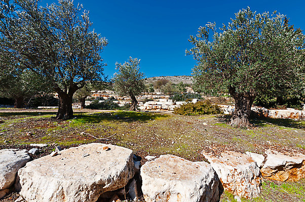 포토 JPG 해외이미지 나무 식물 모래 여행 밭 농업 과일 중동 자연 하늘 산 건조 풍경 사람없음 여름 농장 농경지 정원 바위 시골 숲 땅 언덕 올리브 먼지 지역 땅바닥 밭일 생태학 이스라엘 팔레스타인 세련 해외202004 해외포토 계절 교육 열매 나라 산업 바닥 돌_바위 생태계 서아시아 파일형식 이미지허브