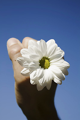 포토 JPG 해외이미지 손 남자 꽃 하늘 국화 발렌타인데이 선물 사랑 사람없음 파란색 흰색 잡기 데이지 캐모마일 해외202004 해외포토 식물 감정 컬러 모션 데이이벤트 사람 신체부위 허브 파일형식 이미지허브