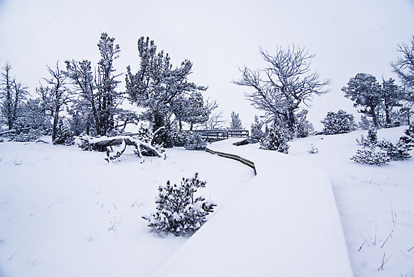 포토 JPG 해외이미지 주간 나무 길 여행 겨울 곡선 사람없음 야외 가로 미국 산책로 오솔길 순수 배려 와이오밍 폭설 해외202004 해외포토 자연요소 식물 계절 선 컨셉 북아메리카 눈_날씨 자연재해 파일형식 이미지허브