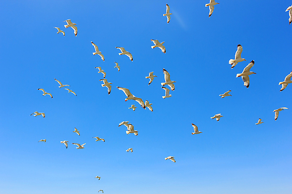 포토 JPG 해외이미지 식물 섬 자연 갈매기 조류 하늘 사람없음 파란색 햇빛 맑음 자유 흰색 해외202004 해외포토 동물 컬러 컨셉 날씨 태양 생태계 파일형식 이미지허브