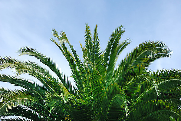 포토 JPG 해외이미지 나무 잎 패턴 손바닥 사람없음 초록색 해외202004 해외포토 식물 손 컬러 무늬 파일형식 이미지허브