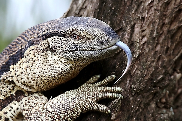 포토 JPG 해외이미지 나무 동물 척추동물 야생동물 포크 패턴 파충류 아프리카 자연 생물 종류 양서류 사람없음 갈색 머리 모니터 용 입 균열 닫기 위험 혀 사파리 피부 질감 눈금 도마뱀 육식동물 이구아나 원시시대 내추럴 기어가기 동물상 이국적 집게발 해외202004 해외포토 식물 식기 나라 컬러 컨셉 무늬 모션 신체부위 컴퓨터 조형물 역사 생태계 파일형식 이미지허브