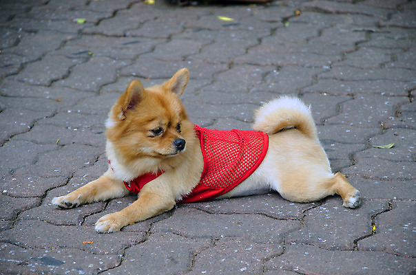 포토 JPG 해외이미지 동물 전통 디자인 옷 백그라운드 셔츠 티셔츠 겨울 패턴 바지 포유류 표면 앉기 사람없음 장식 빨간색 파란색 반려동물 반사 유행 어둠 꿈 코트 스패니얼 흰색 직물 도시 면 개 강아지 작음 모피 남색 스웨터 질감 땀 옷입기 캔버스 섬유 치와와 송곳니 고립 그런지 옛날 유래 스타일 해외202004 해외포토 계절 컬러 상의 무늬 모션 하의 외투 치아 크기 파일형식 이미지허브