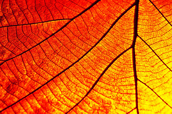 포토 JPG 해외이미지 식물 종이 줄기 백그라운드 잎 패턴 오렌지 자연 건조 골격 사람없음 빨간색 갈색 유행 봄 골동품 가을 나뭇가지 죽음 투명 황금 질감 섬유 정맥 내추럴 땅바닥 옛날 노화 해외202004 해외포토 나무 계절 컬러 컨셉 무늬 과일 바닥 직물 생태계 혈관 파일형식 이미지허브