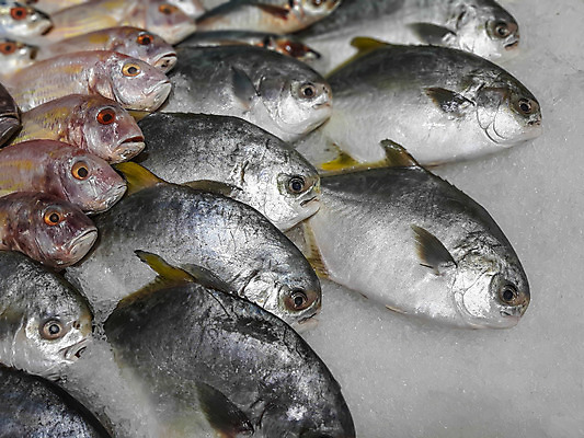 포토 JPG 해외이미지 음식 바다 백그라운드 낚시 건강 어류 요리 사람없음 빨간색 판매 세일 얼음 추위 흰색 신선 잡기 시장 맛 해산물 날것 고등어 해외202004 해외포토 자연요소 컬러 컨셉 모션 레저 수중동물 파일형식 이미지허브