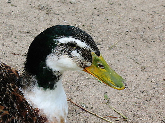 포토 JPG 해외이미지 동물 야생동물 자연 조류 오리 동물원 사람없음 목재 울타리 컬러풀 갈색 경계선 보안 러시아 해외202004 해외포토 나무 유럽 선 컬러 재료 안전 담장 경계 생태계 파일형식 이미지허브