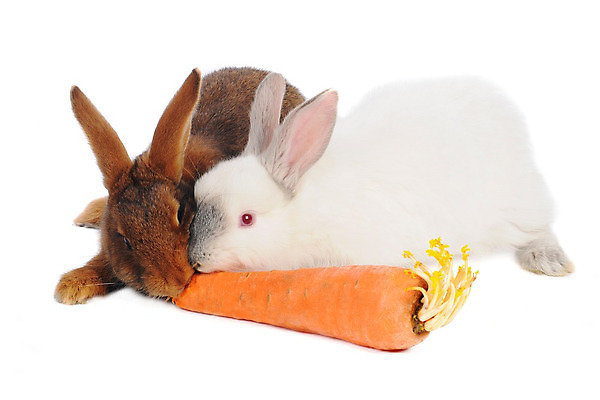 포토 JPG 해외이미지 동물 1 음식 분홍색 백그라운드 컨셉 2 채소 오렌지 포유류 자연 휴가 부활절 털 앉기 사람없음 반려동물 갈색 식사 봄 당근 흰색 아기 토끼 황금 달콤 설치류 작음 모피 자르기 먹기 심볼 싱글 귀 솜털 고립 해외202004 해외포토 계절 기념일 컬러 과일 모션 뿌리채소 사람 신체부위 맛 크기 생태계 파일형식 이미지허브